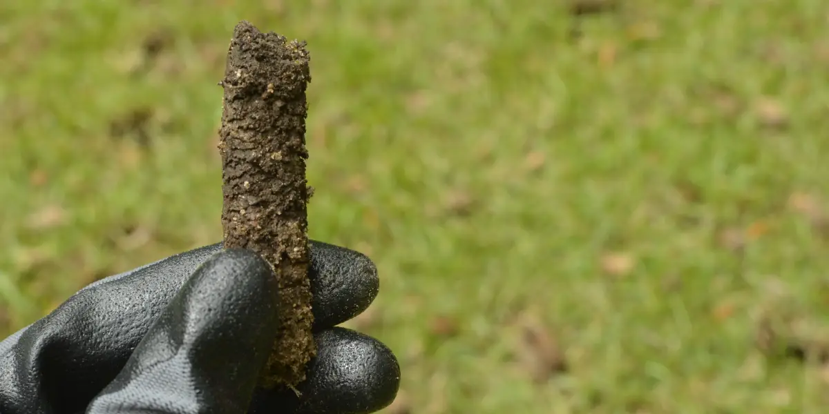 Close-up of aeration soil plugs on a healthy Denver lawn